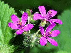Erodium malacoides Oval Heron Erodium malacoides Oval Heron