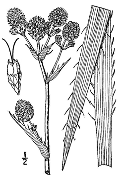 Eryngium aquaticum Button Snakeroot, Rattlesnakemaster Eryngium aquaticum Button Snakeroot, Rattlesnakemaster