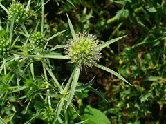 Eryngium campestre Field Eryngo Eryngium campestre Field Eryngo