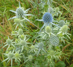 Eryngium planum Plains eryngo, Blue Cap, Eringoe, Eryngo, Flat Sea Holly Eryngium planum Plains eryngo, Blue Cap, Eringoe, Eryngo, Flat Sea Holly