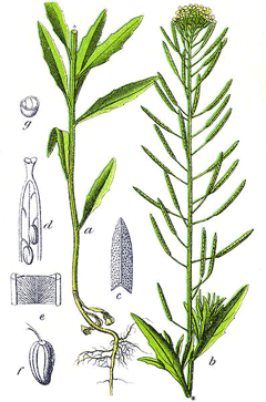 Erysimum cheiranthoides Wormseed Mustard Erysimum cheiranthoides Wormseed Mustard