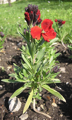 Erysimum x allionii Siberian Wallflower Erysimum x allionii Siberian Wallflower