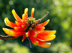 Erythrina acanthocarpa Erythrina acanthocarpa