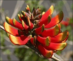 Erythrina acanthocarpa Erythrina acanthocarpa