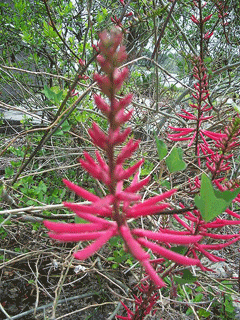Erythrina herbacea Cardinal Spear, Redcardinal Erythrina herbacea Cardinal Spear, Redcardinal