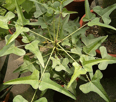 Erythrina herbacea Cardinal Spear, Redcardinal Erythrina herbacea Cardinal Spear, Redcardinal