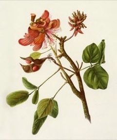 Erythrina sandwicensis Wiliwili, Hawaiian coral tree Erythrina sandwicensis Wiliwili, Hawaiian coral tree