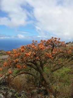 Erythrina sandwicensis Wiliwili, Hawaiian coral tree Erythrina sandwicensis Wiliwili, Hawaiian coral tree
