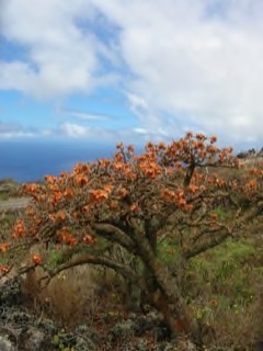 Erythrina sandwicensis Wiliwili, Hawaiian coral tree