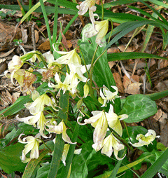 Erythronium californicum Fawn Lily, California fawnlily Erythronium californicum Fawn Lily, California fawnlily