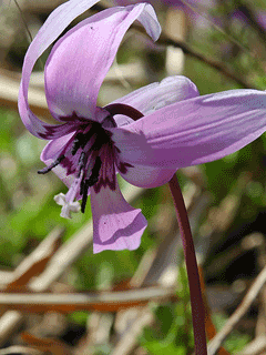 Erythronium japonicum Katakuri Erythronium japonicum Katakuri