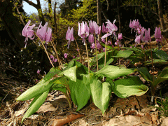 Erythronium japonicum Katakuri Erythronium japonicum Katakuri