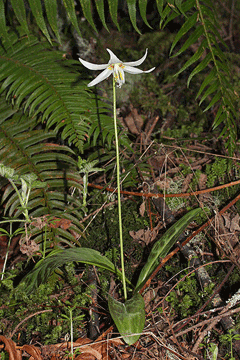 Erythronium oregonum Giant White Fawnlily Erythronium oregonum Giant White Fawnlily