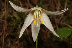 Erythronium oregonum Giant White Fawnlily Erythronium oregonum Giant White Fawnlily