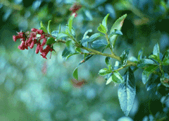 Escallonia rubra Escallonia, Redclaws, Red Escallonia Escallonia rubra Escallonia, Redclaws, Red Escallonia