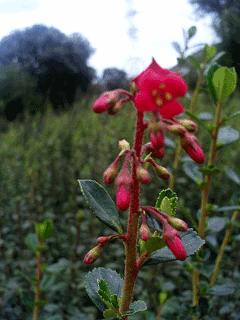 Escallonia rubra Escallonia, Redclaws, Red Escallonia Escallonia rubra Escallonia, Redclaws, Red Escallonia