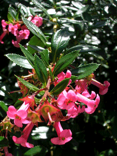 Escallonia rubra macrantha Escallonia Escallonia rubra macrantha Escallonia