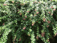 Escallonia rubra macrantha Escallonia Escallonia rubra macrantha Escallonia