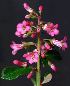 Escallonia x exoniensis Escallonia, Pink Princess Escallonia Escallonia x exoniensis Escallonia, Pink Princess Escallonia