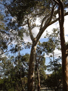 Eucalyptus leucoxylon Yellow Gum, White ironbark, White Eucalyptus