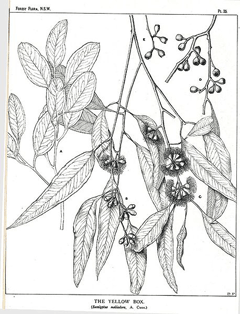 Eucalyptus melliodora Yellow Box Eucalyptus melliodora Yellow Box