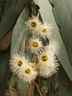 Eucalyptus melliodora Yellow Box Eucalyptus melliodora Yellow Box