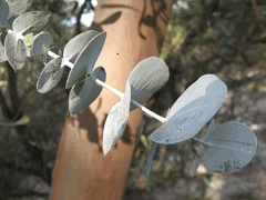 Eucalyptus perriniana Spinning Gum Eucalyptus perriniana Spinning Gum