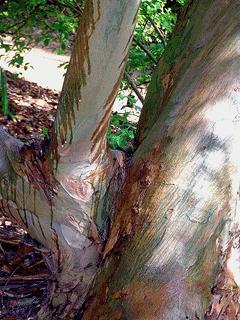Eucalyptus perriniana Spinning Gum Eucalyptus perriniana Spinning Gum