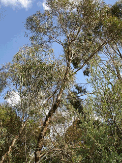 Eucalyptus polybractea Blue Mallee Eucalyptus polybractea Blue Mallee