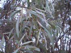 Eucalyptus polybractea Blue Mallee Eucalyptus polybractea Blue Mallee