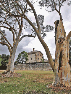 Eucalyptus racemosa Snappy Gum Eucalyptus racemosa Snappy Gum