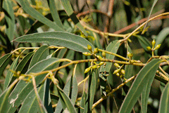 Eucalyptus viminalis Manna Gum Eucalyptus viminalis Manna Gum