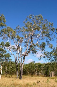 Eucalyptus brassiana Cape York red gum