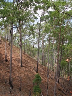 Eucalyptus urophylla Timor White Gum Eucalyptus urophylla Timor White Gum