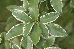 Eucryphia x nymansensis Eucryphia x nymansensis