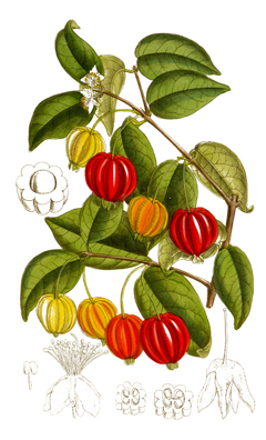 Eugenia uniflora Brazil Cherry Eugenia uniflora Brazil Cherry