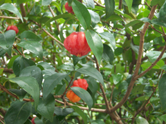 Eugenia uniflora Brazil Cherry Eugenia uniflora Brazil Cherry