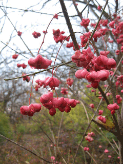 Euonymus atropurpureus Wahoo- Indian Arrow Wood - Burning Bush, Eastern wahoo Euonymus atropurpureus Wahoo- Indian Arrow Wood - Burning Bush, Eastern wahoo