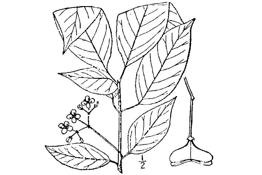 Euonymus atropurpureus Wahoo- Indian Arrow Wood - Burning Bush, Eastern wahoo Euonymus atropurpureus Wahoo- Indian Arrow Wood - Burning Bush, Eastern wahoo