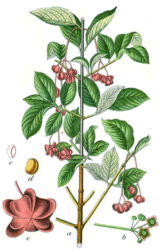 Euonymus latifolius 