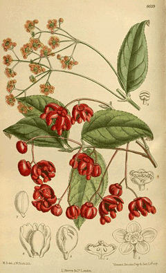 Euonymus oxyphyllus Euonymus oxyphyllus