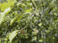 Euonymus oxyphyllus Euonymus oxyphyllus