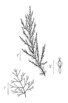 Eupatorium capillifolium Dogfennel Eupatorium capillifolium Dogfennel