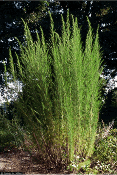 Eupatorium capillifolium Dogfennel Eupatorium capillifolium Dogfennel
