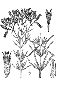 Eupatorium hyssopifolium Hyssopleaf thoroughwort