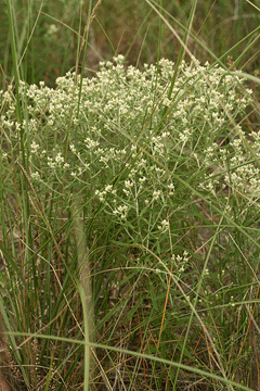 Eupatorium hyssopifolium Hyssopleaf thoroughwort Eupatorium hyssopifolium Hyssopleaf thoroughwort