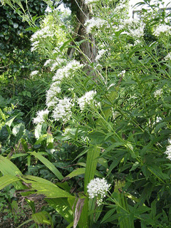 Eupatorium japonicum Pei Lan Eupatorium japonicum Pei Lan