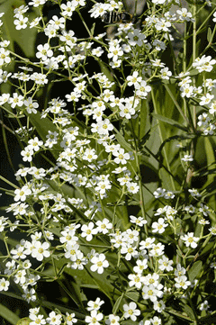 Euphorbia corollata Wild Spurge, Flowering spurge Euphorbia corollata Wild Spurge, Flowering spurge