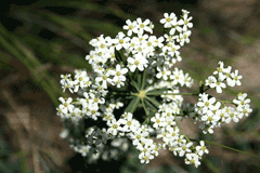 Euphorbia corollata Wild Spurge, Flowering spurge Euphorbia corollata Wild Spurge, Flowering spurge