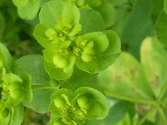 Euphorbia helioscopia Madwoman Euphorbia helioscopia Madwoman